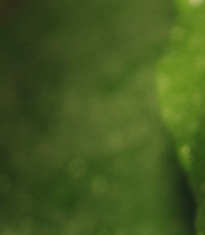 Detalle desenfocado de hojas verdes